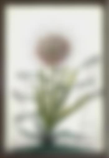 Allium chrisophi pilique pubescentes aux bequilles (preview)