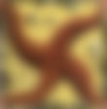 Composition a l'etoile de mer (preview)