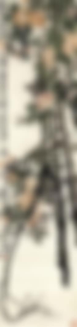 Camellia (preview)