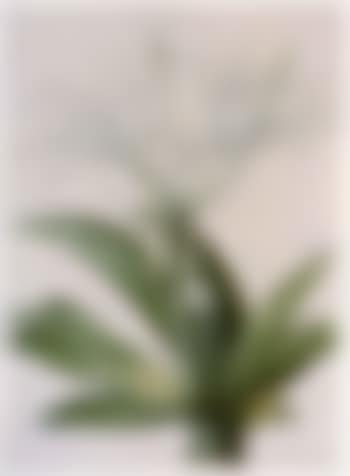 Caribbean New World pancratius lily (preview)