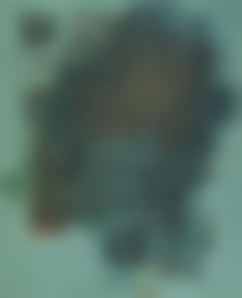 Thicket (preview)