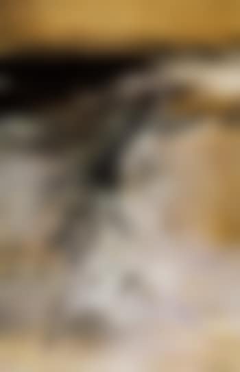 Portrait of a lady (preview)