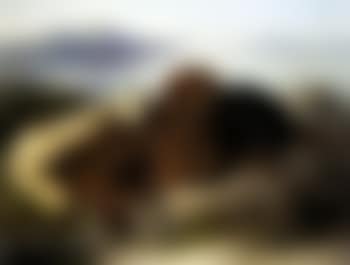 Setters in a highland landscape (preview)