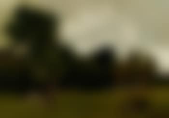 Landschap bij Loosduinen - cows in a meadow by Loosduinen (preview)