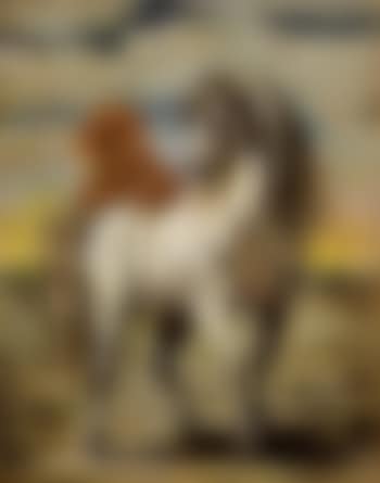 Il cavallo solitario (preview)