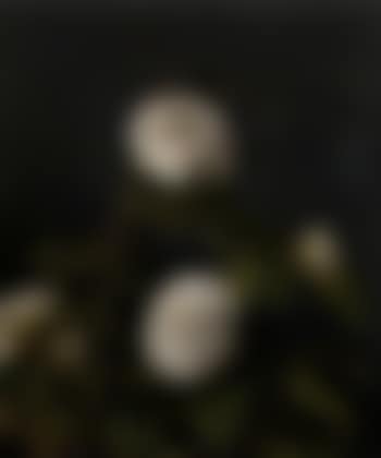Camelias (preview)