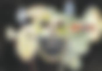 Face (preview)