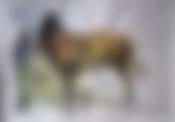 Jockey with horse (preview)