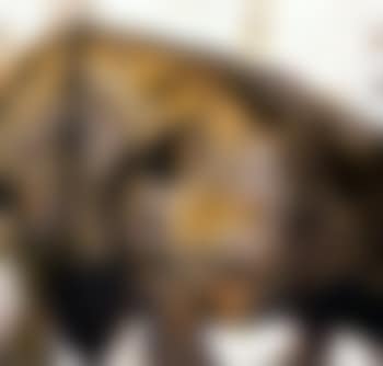 Rhino (preview)