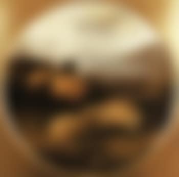 Mountain sheep (preview)