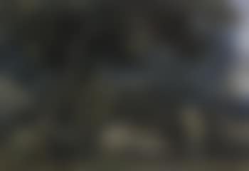 View through a wooded landscape (preview)