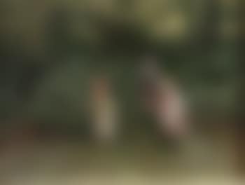 Children picking berries in forest (preview)
