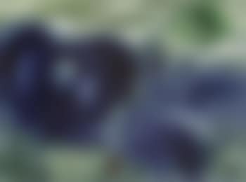 Rider in the Negev (preview)