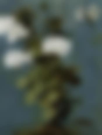 Study of a white geranium (preview)