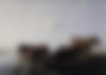 Three cows in a river landscape (preview)