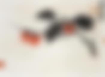 Persimmons (preview)