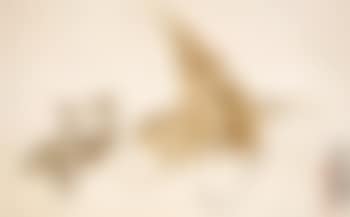 Mushroom and turnip, calligraphy (preview)