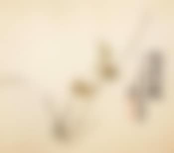 Flowers (preview)