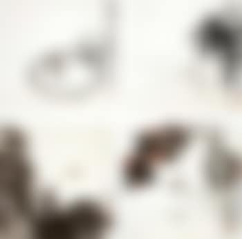 Flowers and insects (preview)