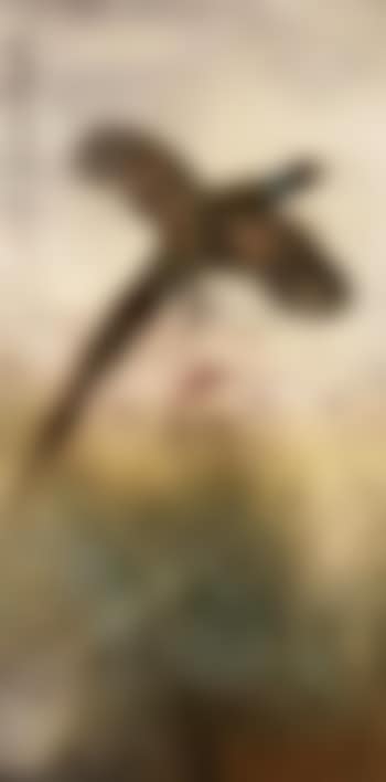 Pheasant (preview)