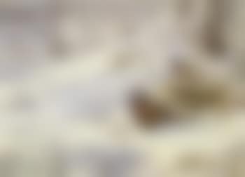 Pheasants in the snow (preview)