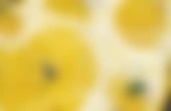 Yellow (preview)