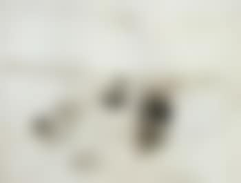 Still life (preview)