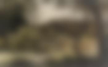 Cows grazing in a wooded landscape (preview)