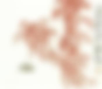 Grasshopper (preview)