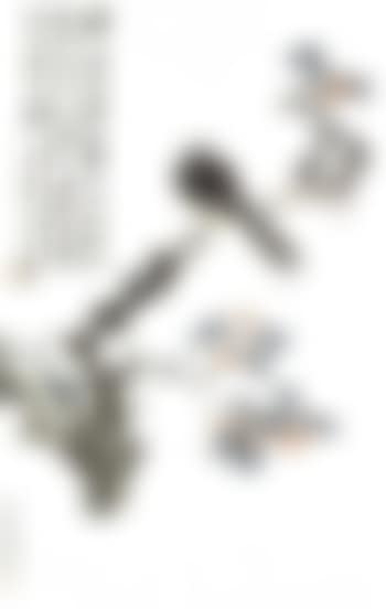 Bird on a branch (preview)