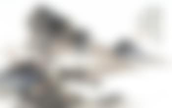 Landscape (preview)