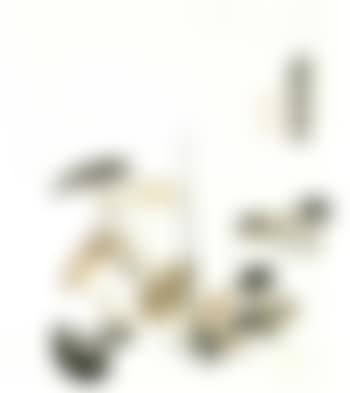 Wild mushroom (preview)