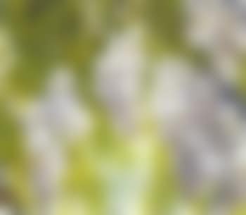Wisteria (preview)