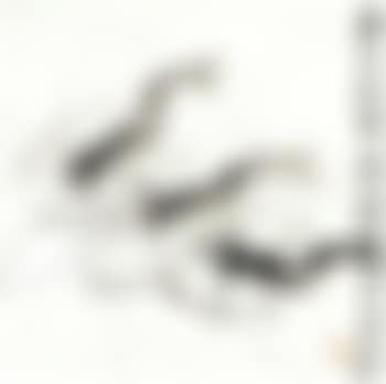 Shrimps (preview)