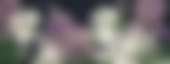 Irises (preview)