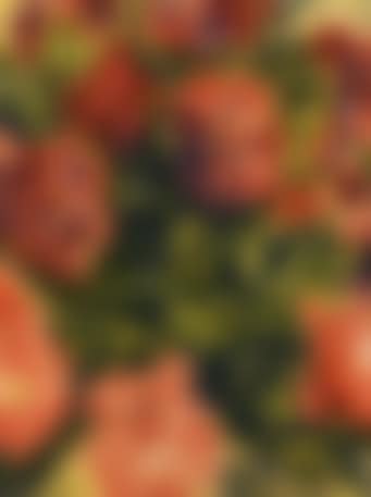 Peonies (preview)