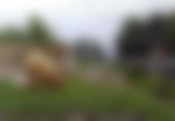Polder landscape with pigs by a ditch (preview)