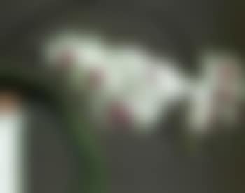 Orchids (preview)