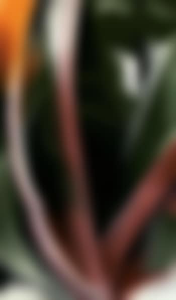 Birch and pine trees, pink (preview)