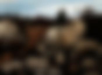 Embittered afternoon of November, Dogtown (preview)