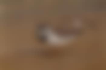 Ring plover (preview)