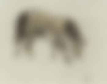 Welsh pony (preview)