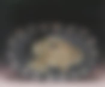 Goat's head (preview)