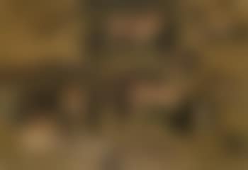Exmoor ponies, studies no. 15 (preview)