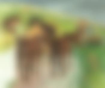 Chevaux de vendanges (preview)