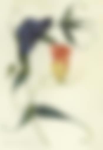 Glory Lily (preview)