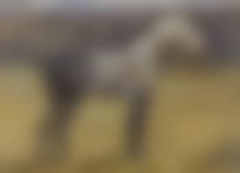 Grey hunter in a landscape (preview)