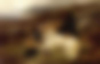 English and Gordon setter with the day's bog on a moor (preview)