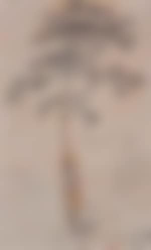 Study of pine tree on edge of cliff (preview)