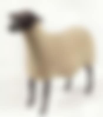Mouton (preview)